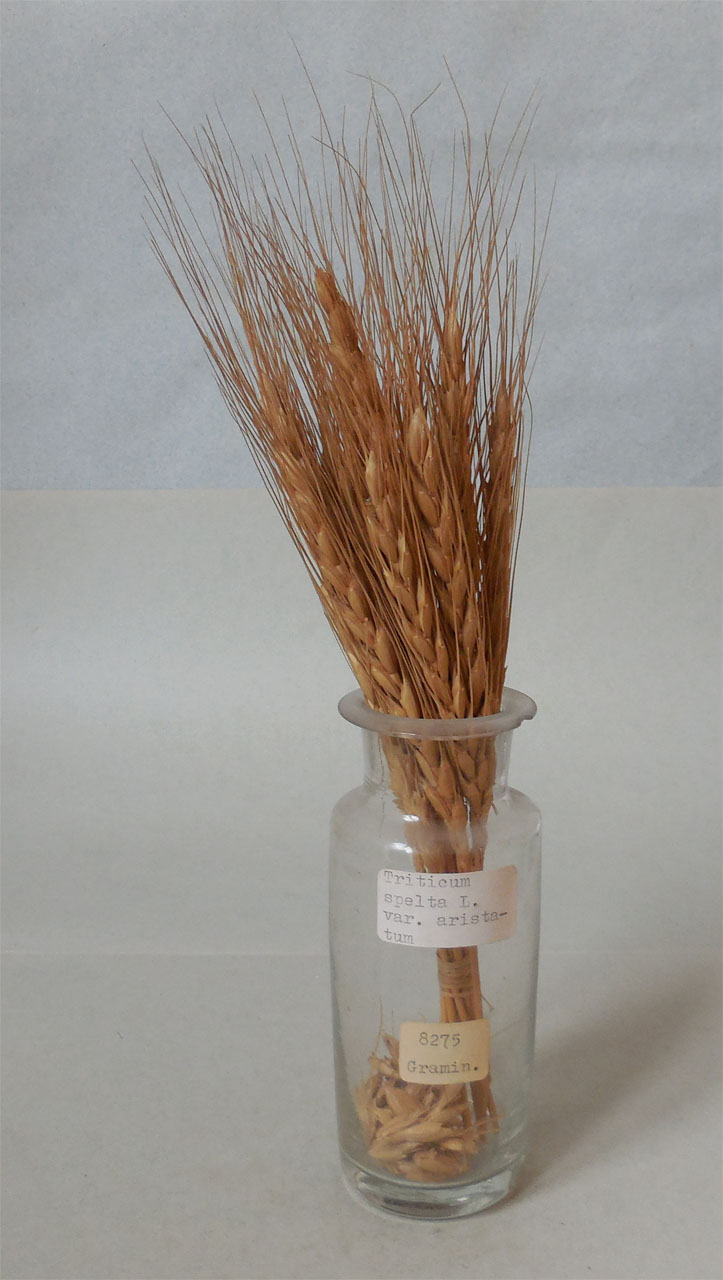 Triticum spelta L. v. aristatum - campione, Herbarium Universitatis Senensis, Collezione spermoteca