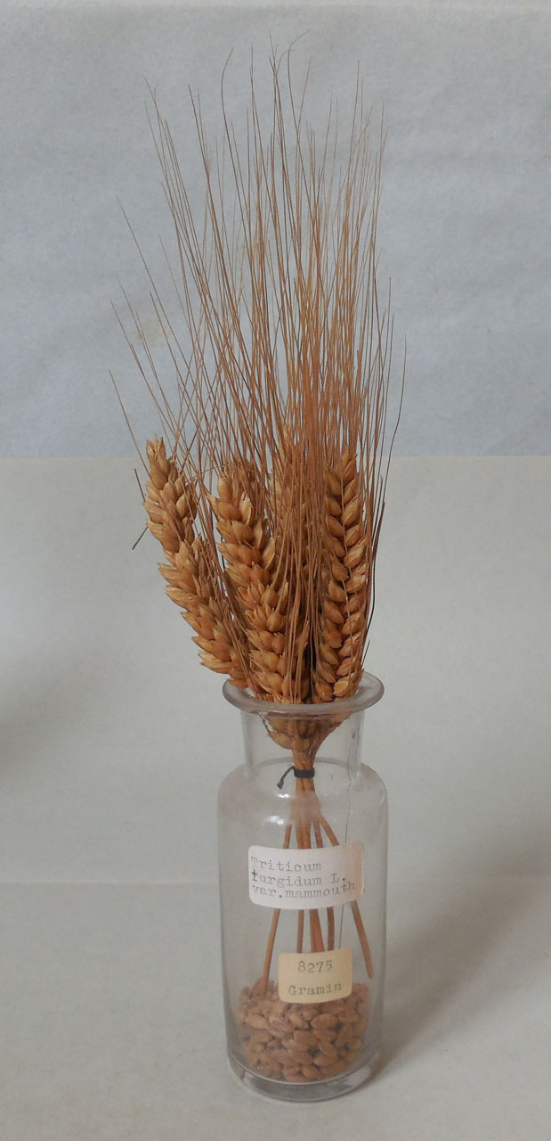 Triticum turgidum L. v. mammouth - campione, Herbarium Universitatis Senensis, Collezione spermoteca