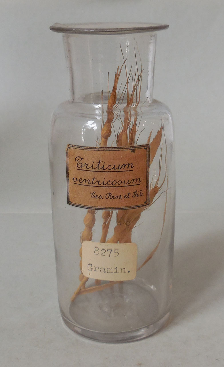 Triticum ventricosum Ces. Pass. et Gib - campione, Herbarium Universitatis Senensis, Collezione spermoteca