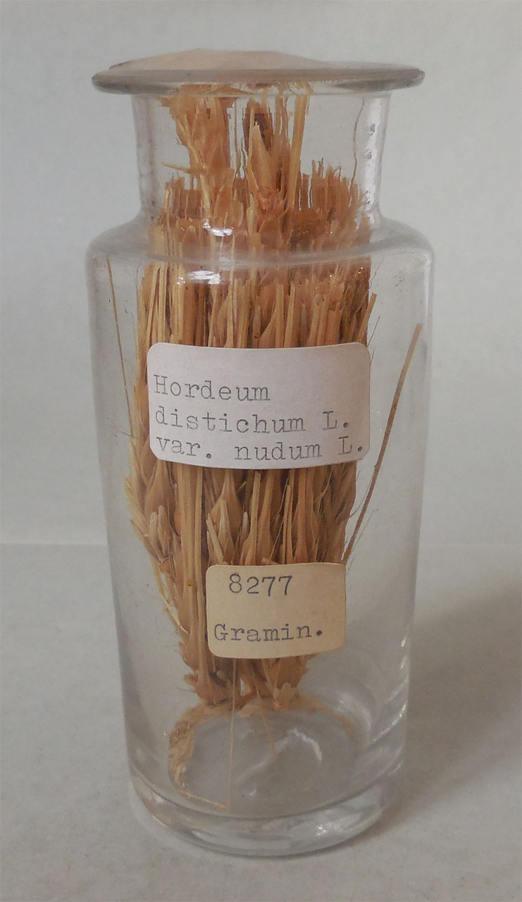 Hordeum distichon L. v. nudum - campione, Herbarium Universitatis Senensis, Collezione spermoteca