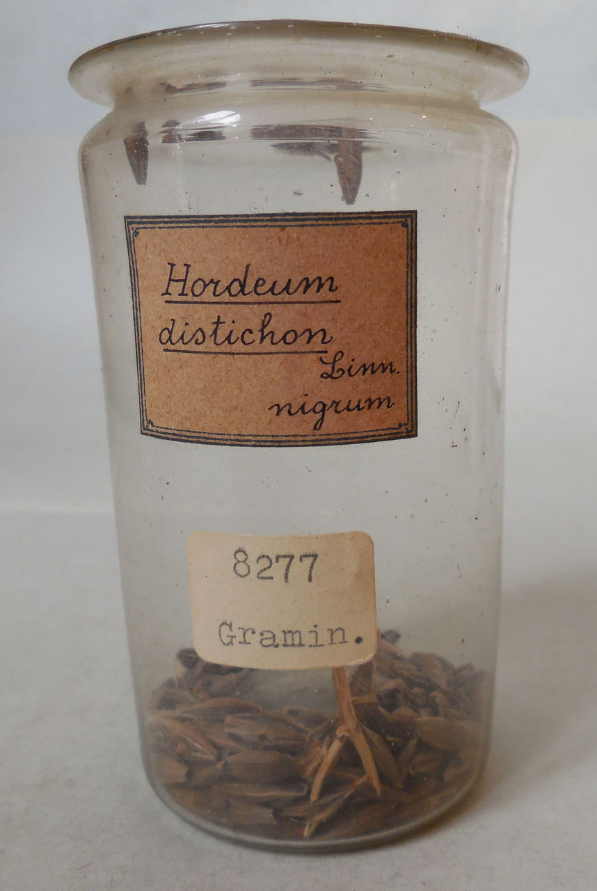 Hordeum distichon L. var. nigrum - campione, Herbarium Universitatis Senensis, Collezione spermoteca
