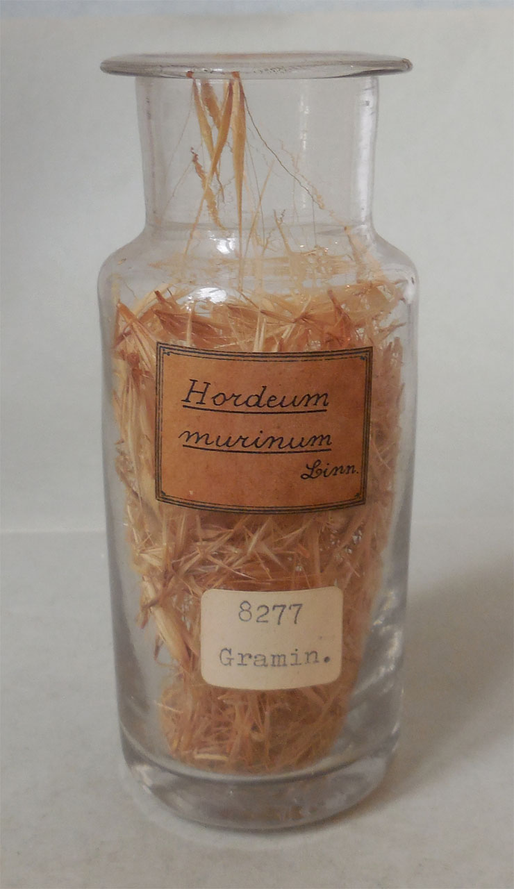 Hordeum murinum L - campione, Herbarium Universitatis Senensis, Collezione spermoteca