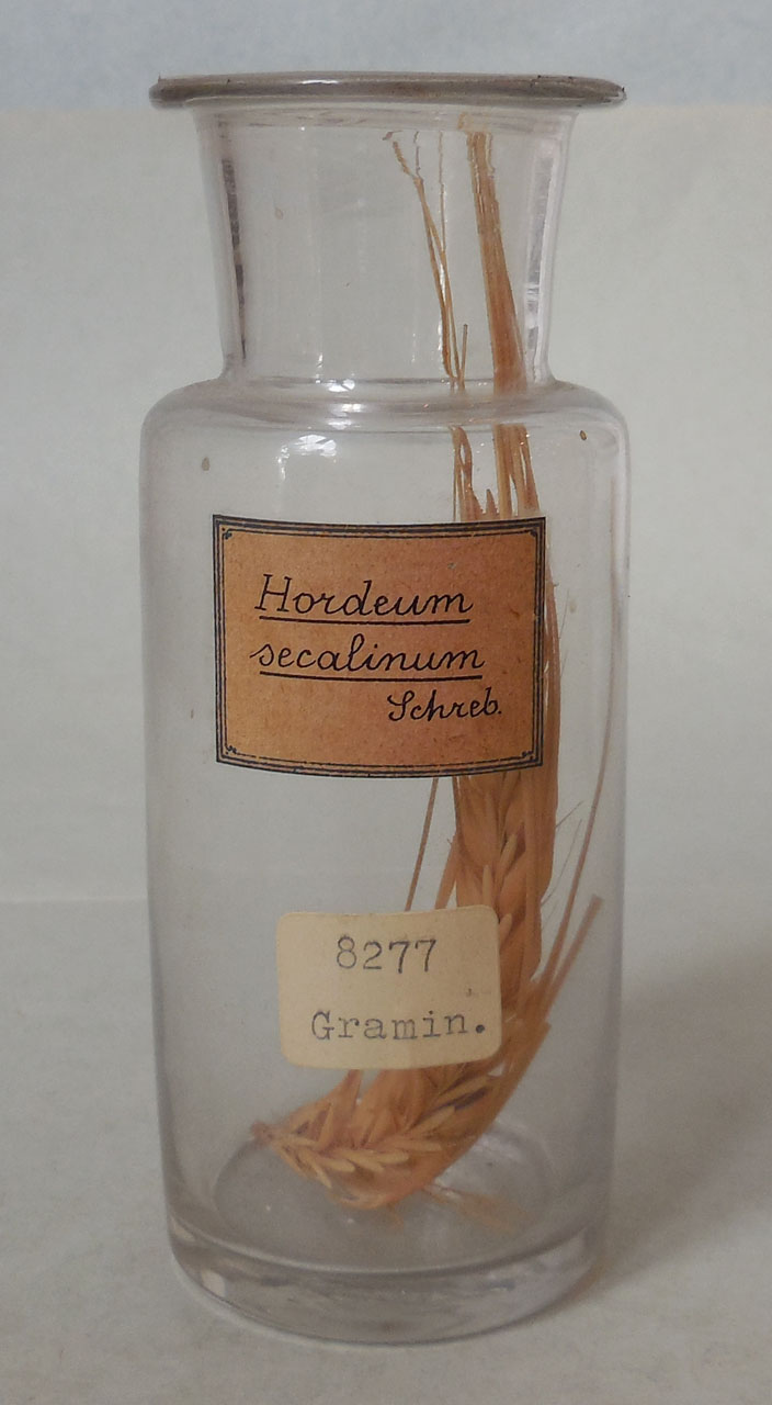 Hordeum secalinum Schreb - campione, Herbarium Universitatis Senensis, Collezione spermoteca