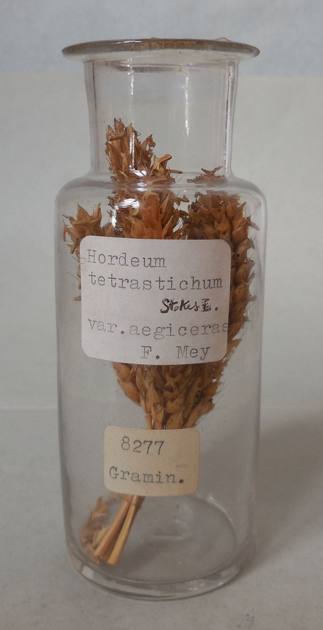 Hordeum tetrastichum Stokes var aegiceras Nees ex Royle - campione, Herbarium Universitatis Senensis, Collezione spermoteca