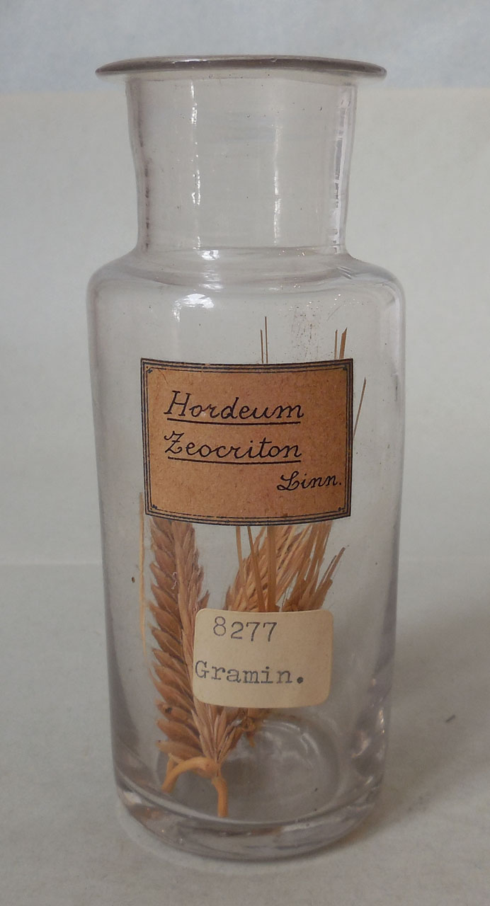 Hordeum zeocriton L - campione, Herbarium Universitatis Senensis, Collezione spermoteca