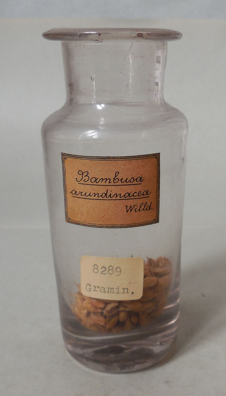 Bambusa arundinacea Willd - campione, Herbarium Universitatis Senensis, Collezione spermoteca