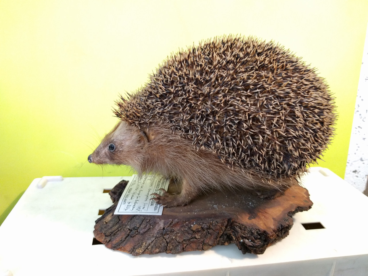 Riccio europeo (esemplare)