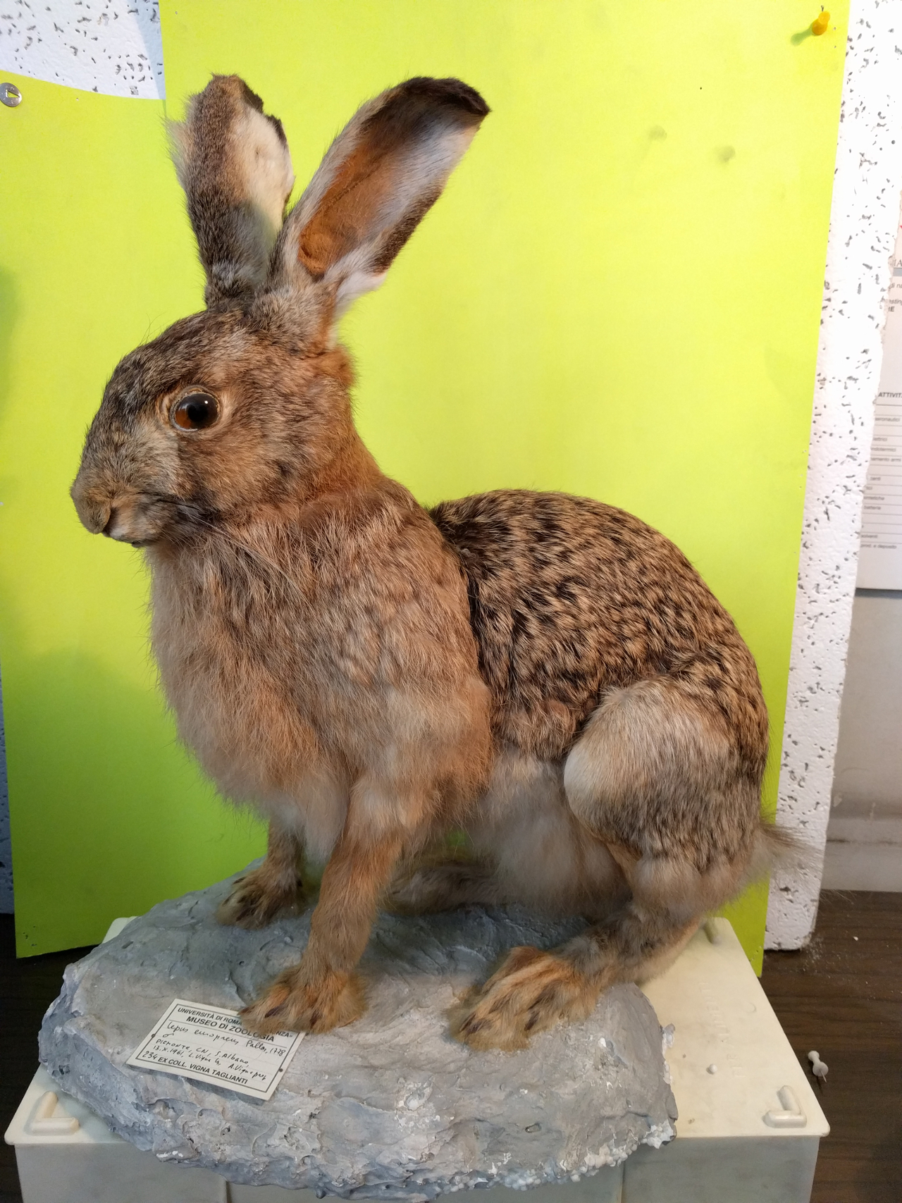 Lepre comune (esemplare)