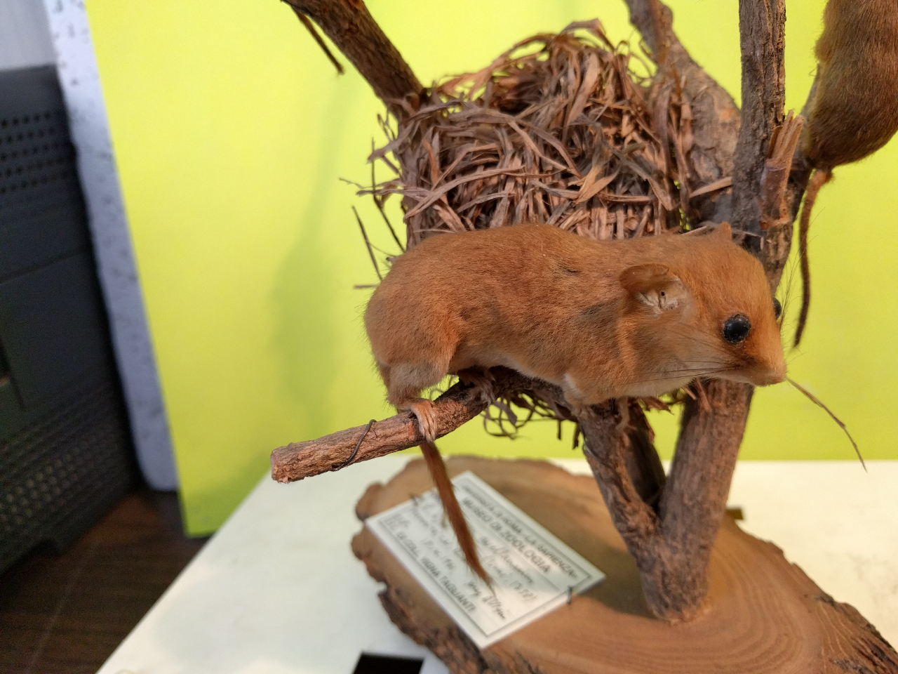 Moscardino (esemplare)