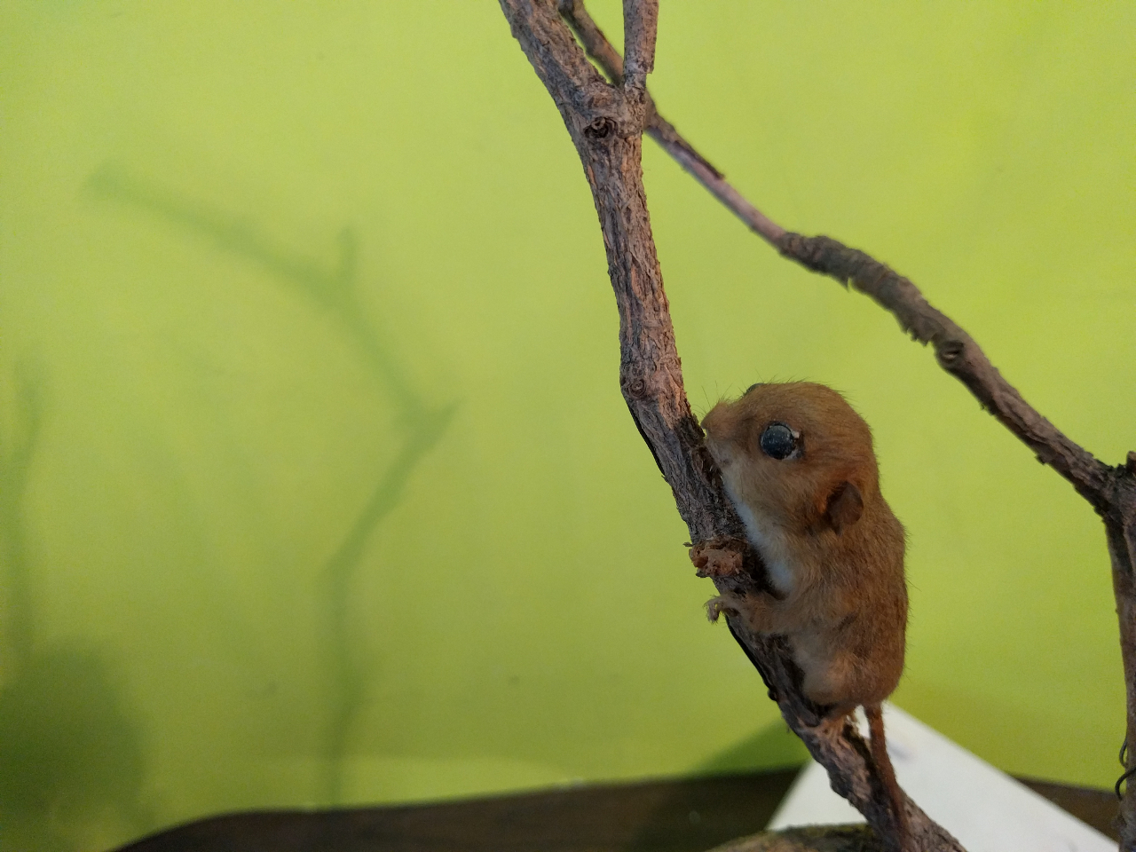 Moscardino (esemplare)