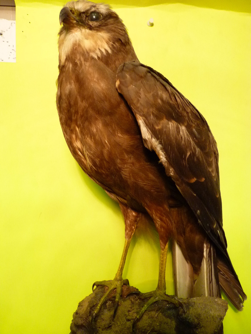 Falco di palude (esemplare)