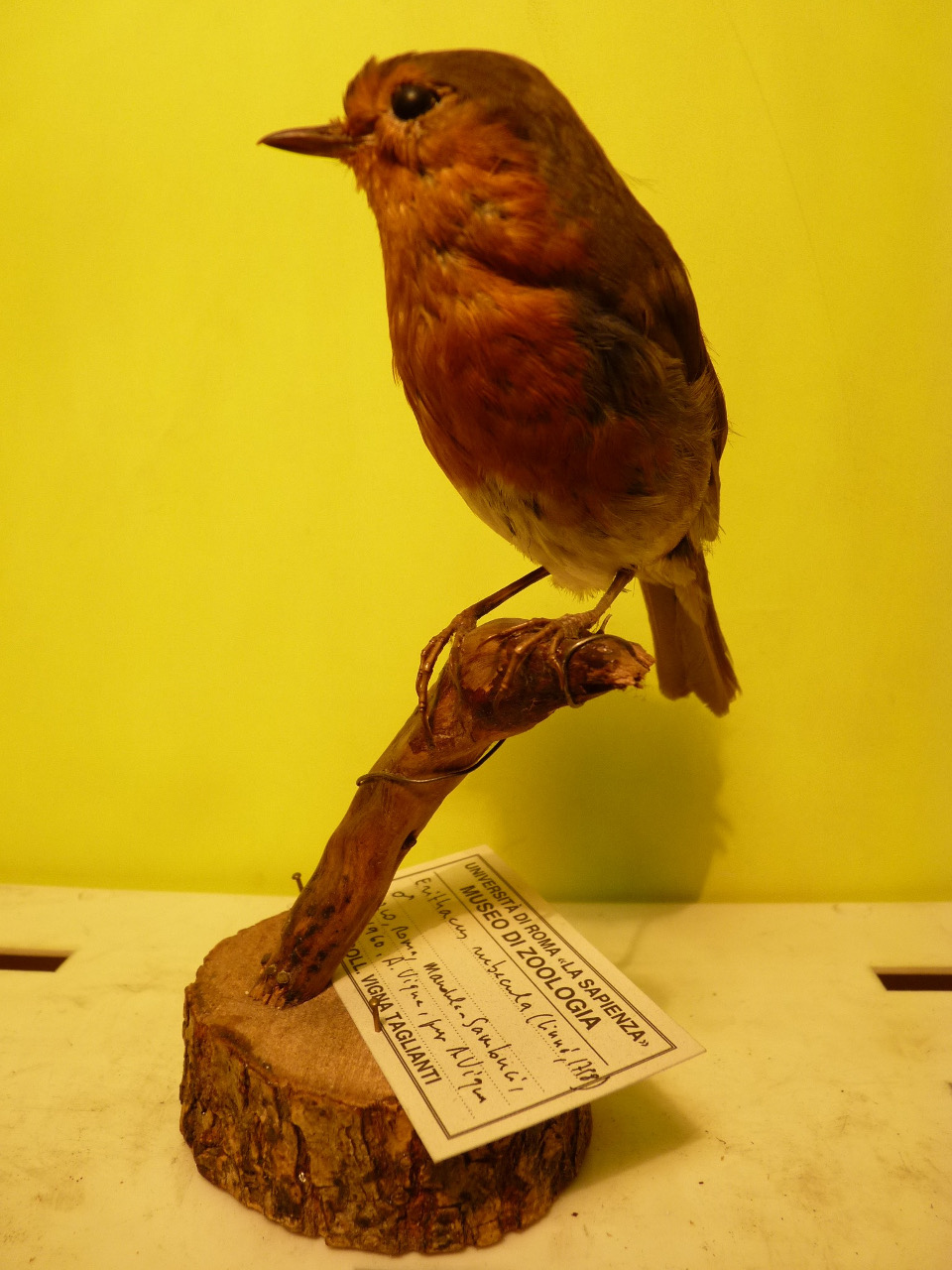 Pettirosso (esemplare)