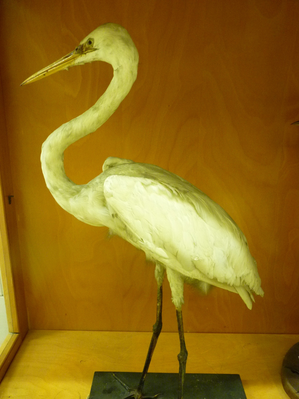 Airone bianco maggiore (esemplare)