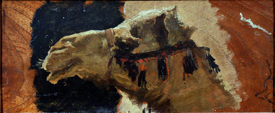 Testa di cammello, cammello (dipinto, insieme) di Biseo Cesare (sec. XIX)