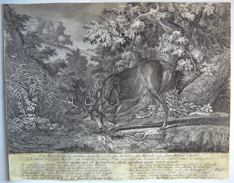 Cervo nella foresta (stampa, elemento d'insieme) di Ridinger Johann Elias, Ridinger Johann Elias (sec. XVIII)