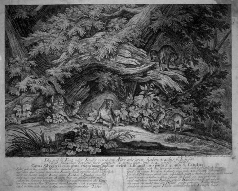 Gatti selvatici nella foresta (stampa smarginata, elemento d'insieme) di Ridinger Johann Elias, Ridinger Johann Elias, Ridinger Johann Elias (sec. XVIII)