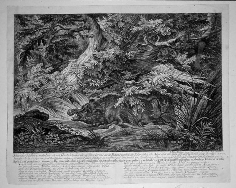 Cinghiale nella foresta (stampa smarginata, elemento d'insieme) di Ridinger Johann Elias, Ridinger Johann Elias (sec. XVIII)