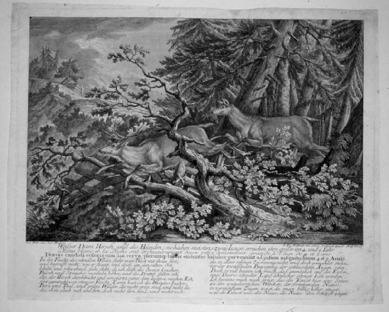 Daino bianco e cerva nella foresta (stampa, elemento d'insieme) di Ridinger Johann Elias, Ridinger Johann Elias (sec. XVIII)