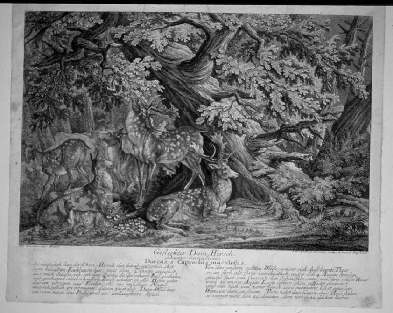 Daini maculati, Daini maculati nella foresta (stampa, elemento d'insieme) di Ridinger Johann Elias, Ridinger Johann Elias (sec. XVIII)
