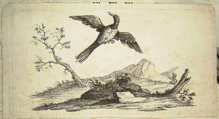 Uccelli (stampa) - scuola italiana, scuola italiana (sec. XVIII)