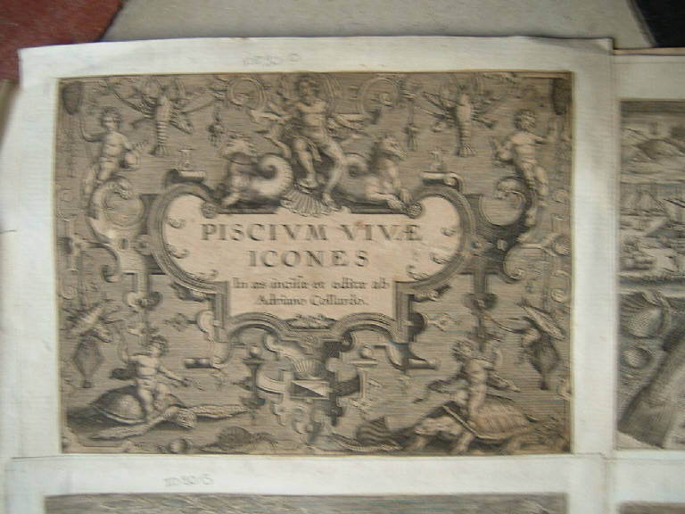 Pesci (stampa, serie) di Collaert Adriaen, Collaert Adriaen (sec. XVI)