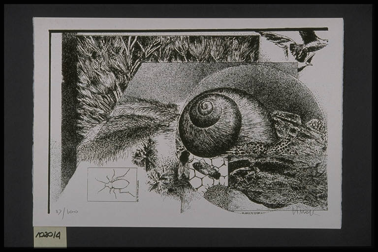 Insetti (stampa, elemento d'insieme) di Pes Lino, Pes Lino (terzo quarto sec. XX)