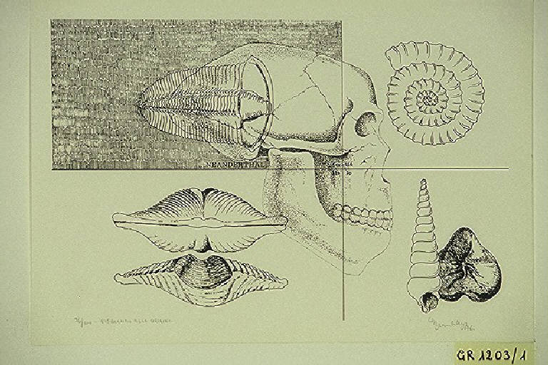 Conchiglie e teschio (stampa, elemento d'insieme) di Brambilla Giovanni, Brambilla Giovanni (terzo quarto sec. XX)