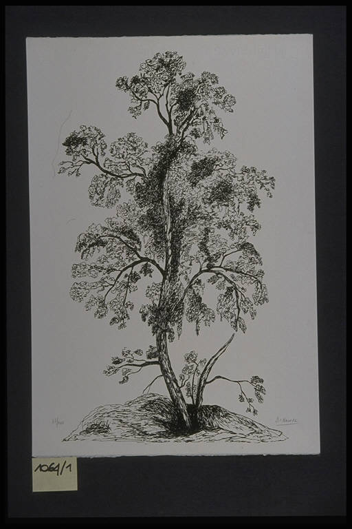 Albero (stampa, elemento d'insieme) di Naro Francesco Di, Naro Francesco Di (terzo quarto sec. XX)