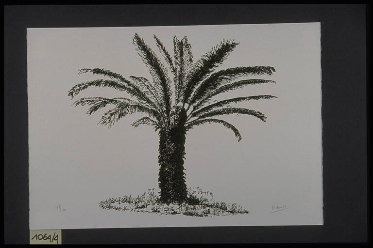 Palma (stampa, elemento d'insieme) di Naro Francesco Di, Naro Francesco Di (terzo quarto sec. XX)