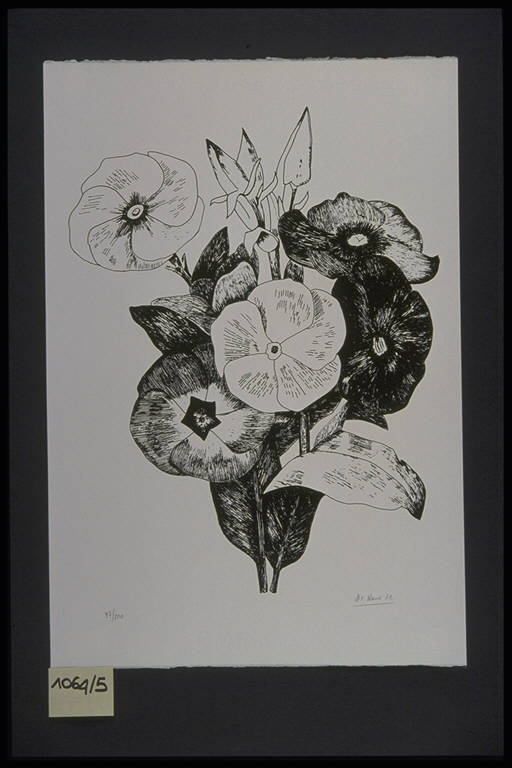 Fiori (stampa, elemento d'insieme) di Naro Francesco Di, Naro Francesco Di (terzo quarto sec. XX)