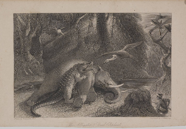 Coccodrillo ed elefante morto (stampa smarginata, elemento d'insieme) di Daniell William, Daniell William, Redaway James (ultimo quarto sec. XIX)