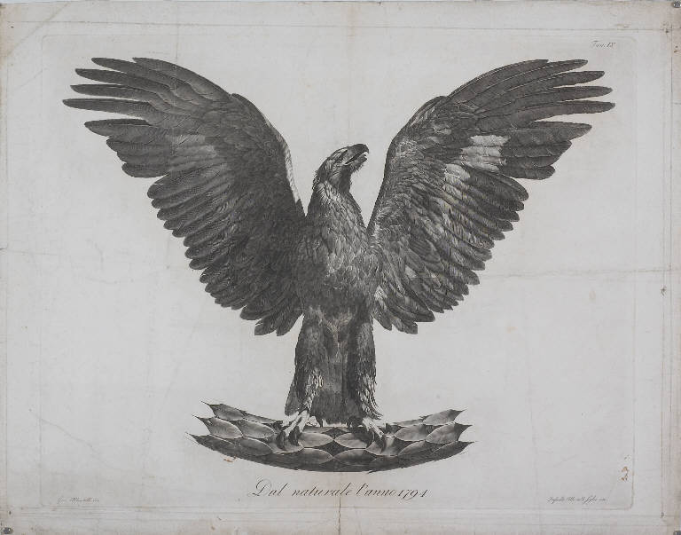 Aquila (stampa, elemento d'insieme) di Albertolli Giocondo, Albertolli Raffaello (fine sec. XIX)