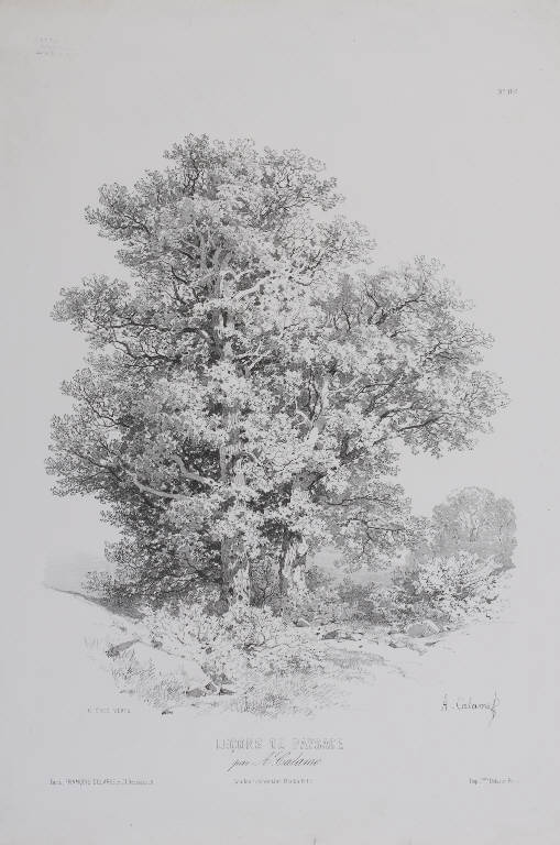 Albero (stampa) di Calame Alexandre (sec. XIX)