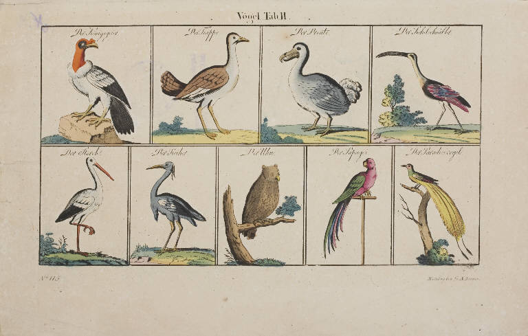 Uccelli (stampa) di Renner G. N (sec. XIX)