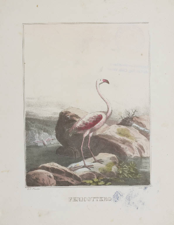 Fenicottero (stampa colorata a mano) di Pautas (sec. XIX)