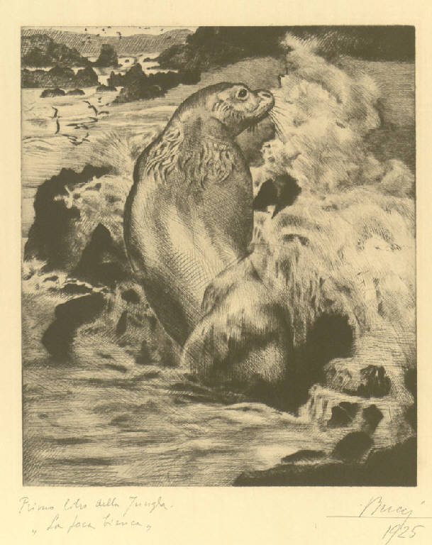 La foca bianca, Foca sugli scogli (stampa) di Bucci Anselmo (sec. XX)