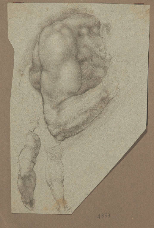 Studi anatomici (disegno, opera isolata) - ambito toscano (seconda metà sec. XVI)