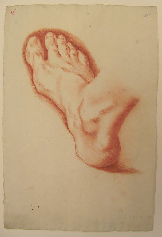 Piede (disegno, opera isolata) di Ligari Giovanni Pietro (secondo quarto sec. XVIII)