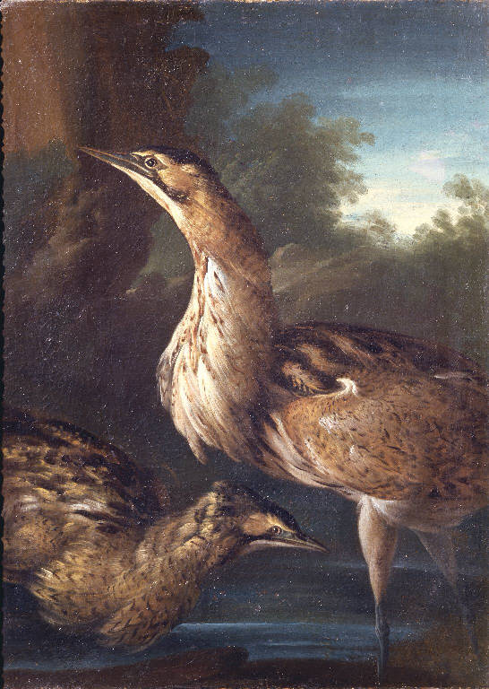 Uccelli di fiume (dipinto) di Duranti Giorgio (sec. XVIII)