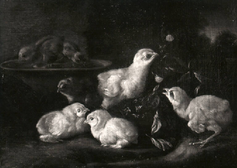 Pulcini (dipinto, opera isolata) di Duranti Giorgio (sec. XVIII)