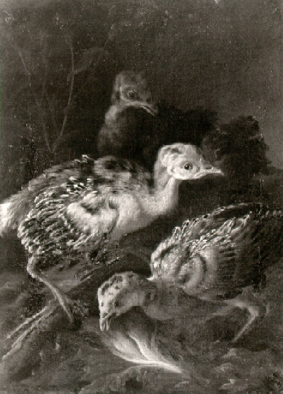 Tacchini (dipinto, opera isolata) di Duranti Giorgio (sec. XVIII)