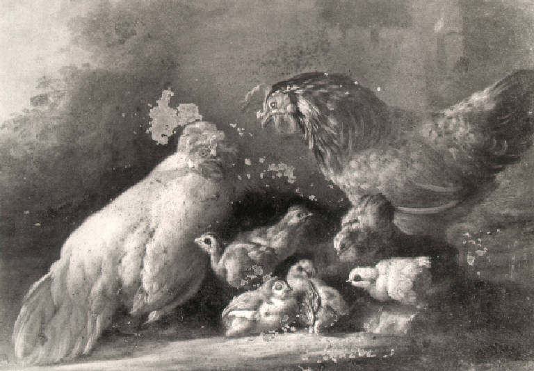 Gallo, gallina e pulcini (dipinto, opera isolata) di Duranti Giorgio (sec. XVIII)