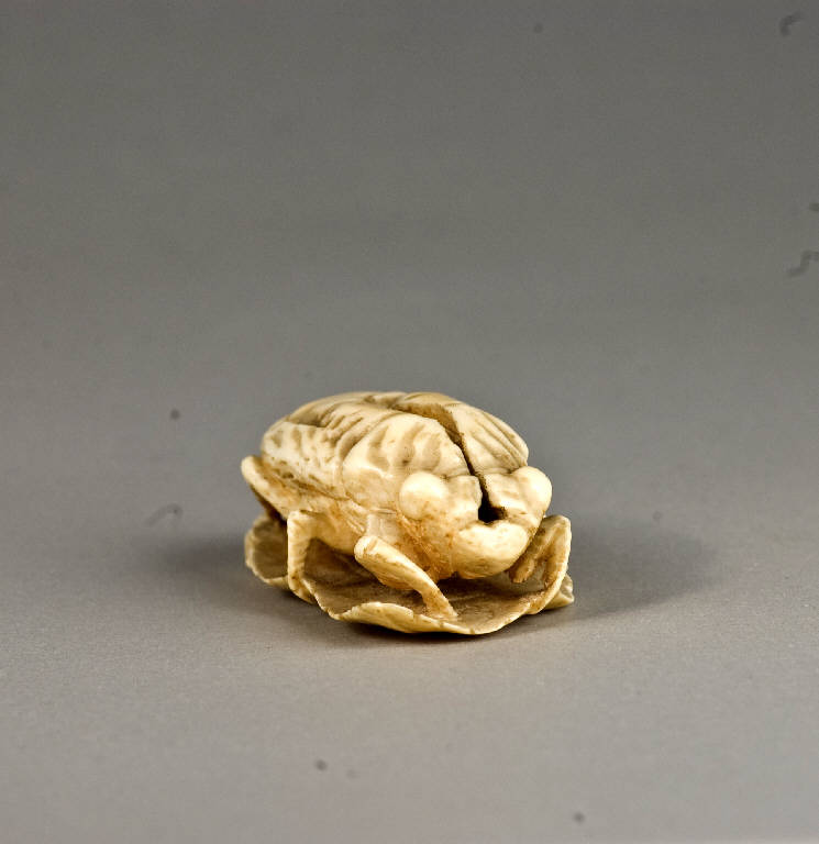 Cicala su una foglia, ANIMALE, VEGETALE (scultura, opera isolata) di Genko (seconda metà sec. XIX)