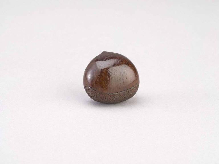 Castagna (netsuke) - manifattura giapponese (sec. XIX)