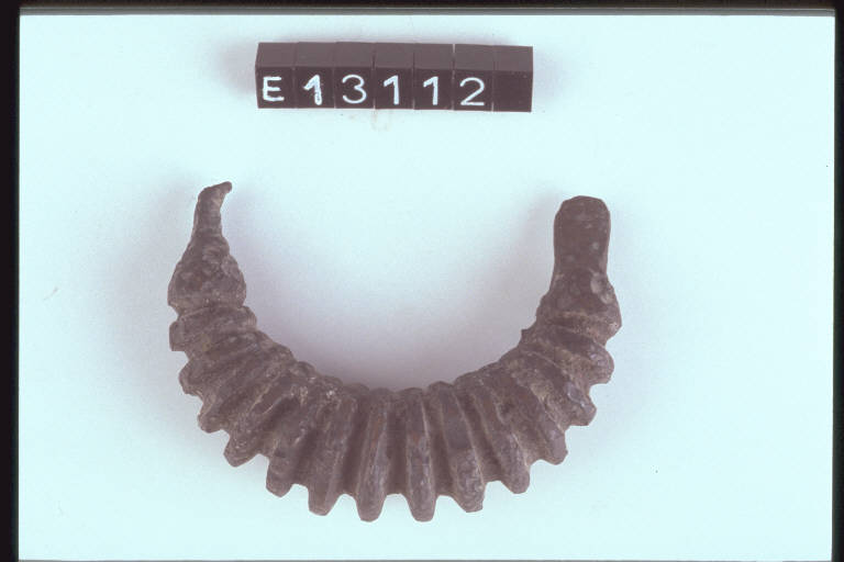 fibula a grandi coste, tipo Moerigen - cultura di Golasecca (secc. IX/ VIII a.C)