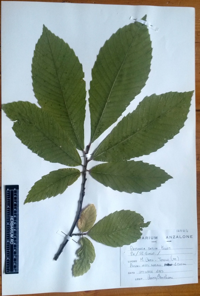 Castanea sativa - campione