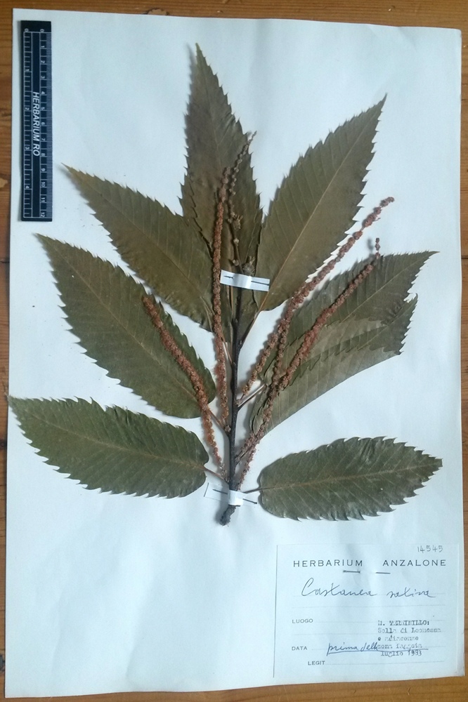 Castanea sativa - campione