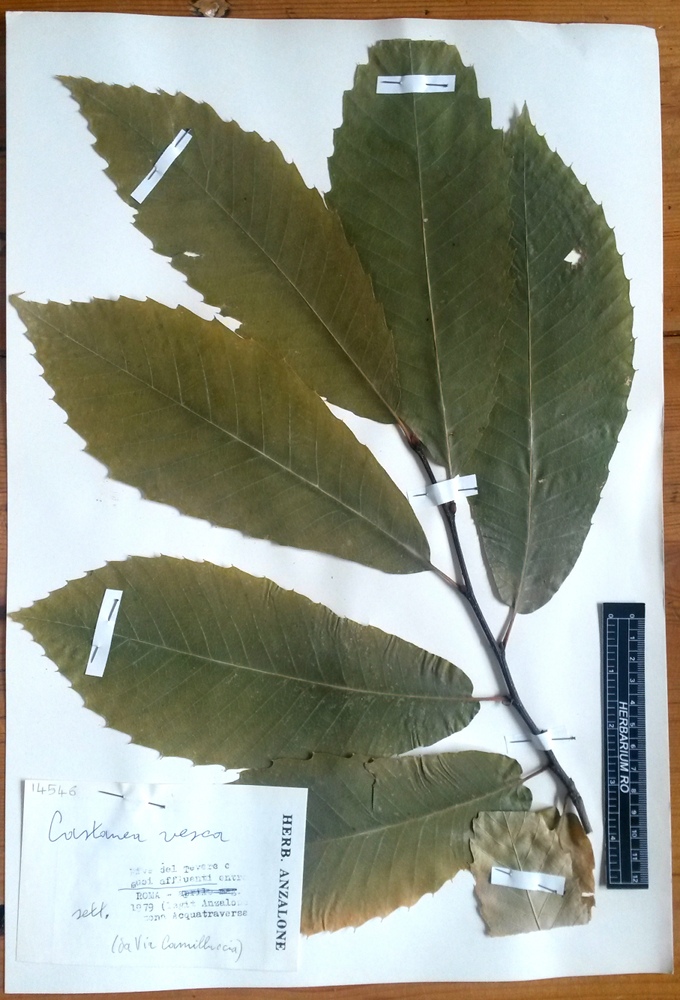 Castanea sativa - campione