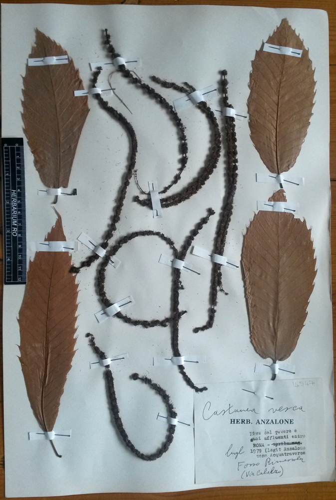 Castanea sativa - campione