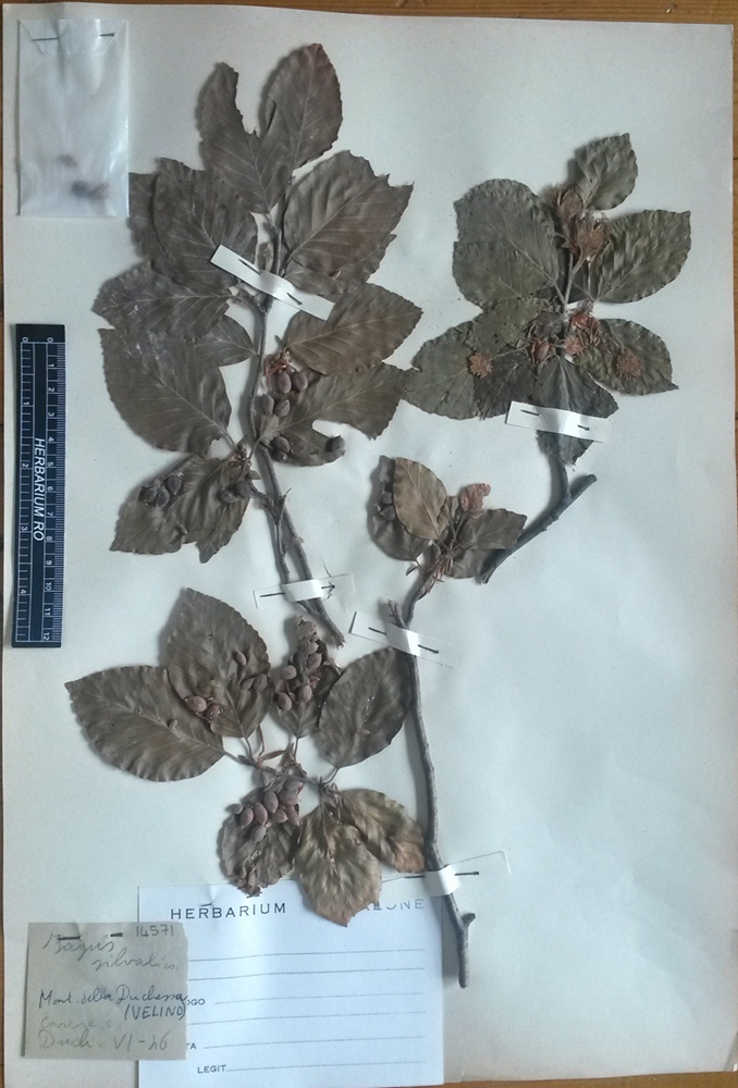 Fagus sylvatica L. subsp. sylvatica - campione